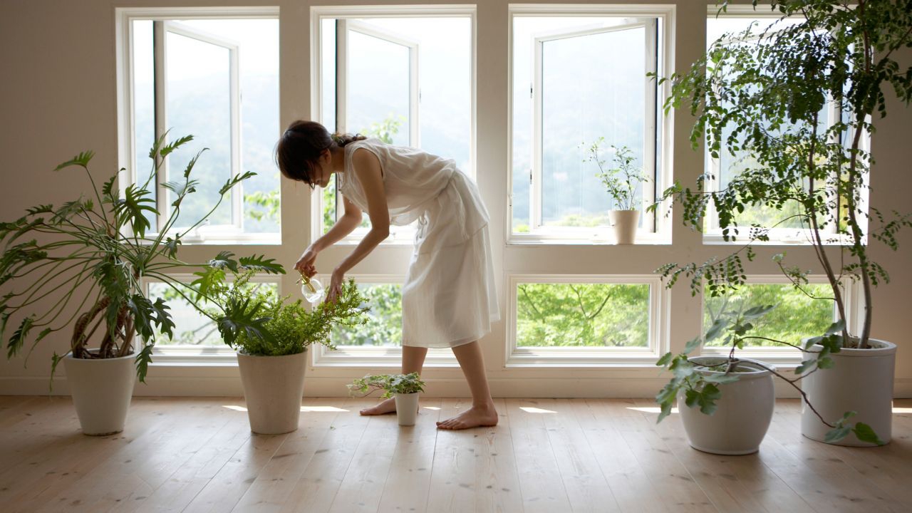 ¿Cómo decorar con plantas el interior del hogar?