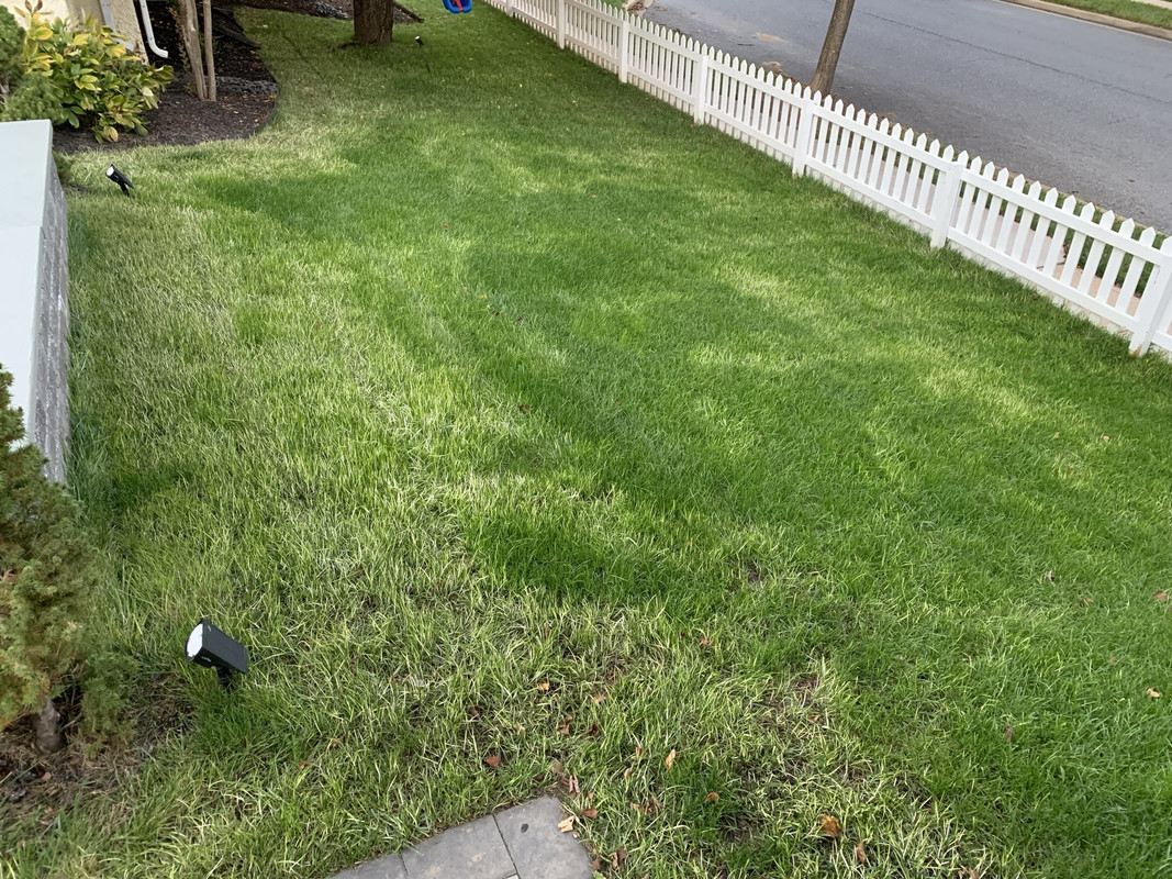 Turf type tall fescue reno bleached white | Lawn Care Forum