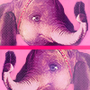 capic-chpink-dumbo1c