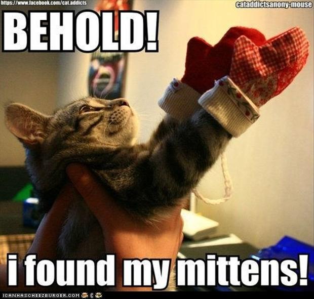 Cat Humor #8