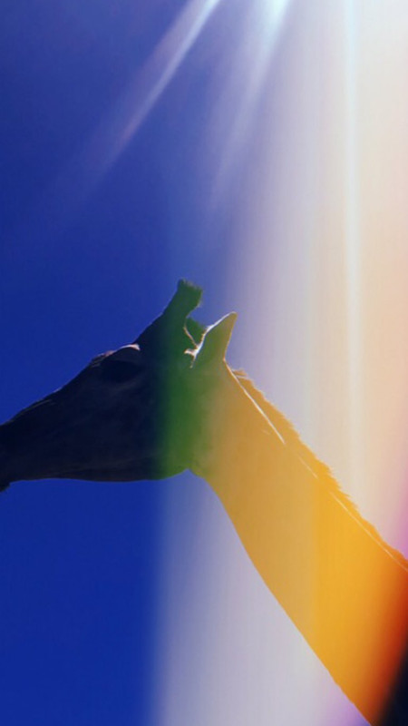 angelcandices~1555957381~2027840826583114015_43114731