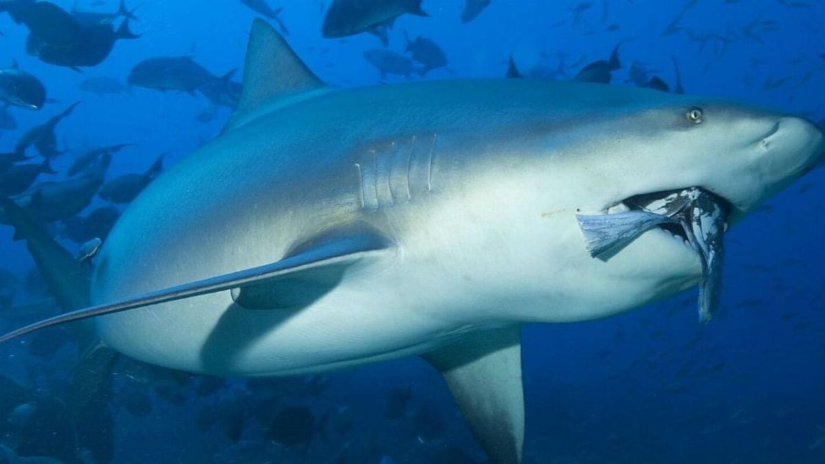 bull shark
