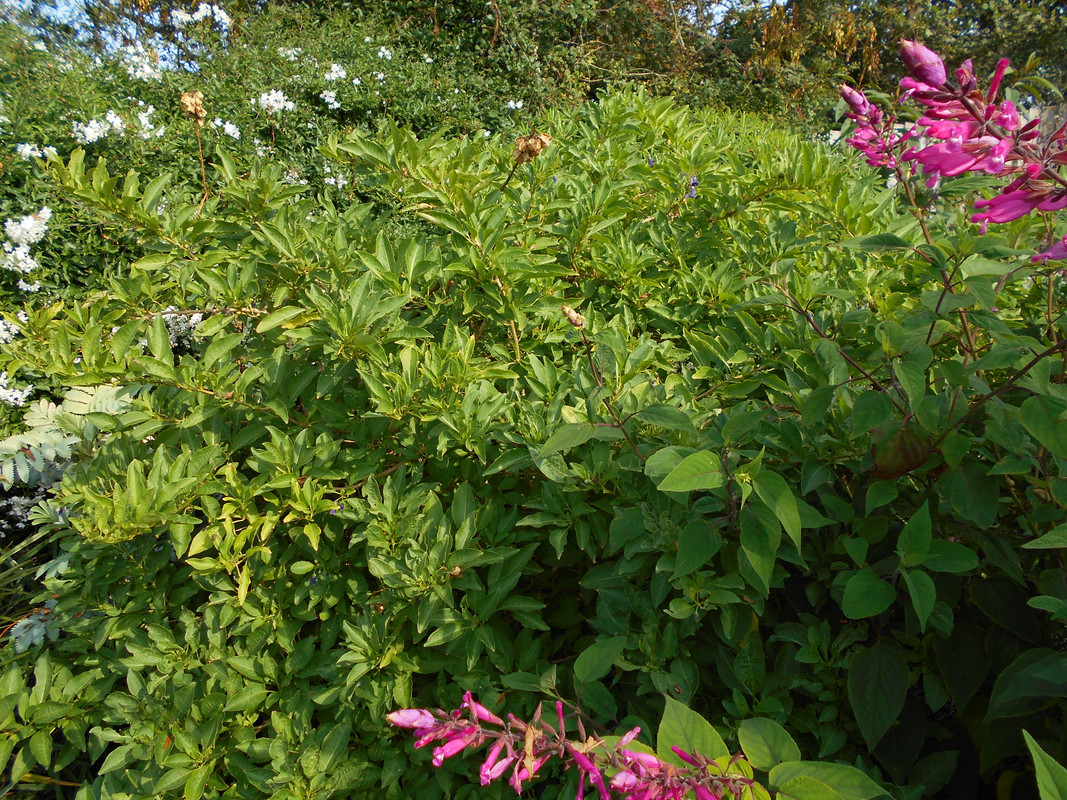 DSCN0338 — Postimages