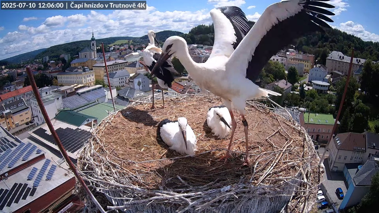 Živě z čapího hnízda na pivovarském komíně v Trutnově 11-18-5 screenshot