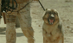 tumblr-p1zsa57e-Q61rob81ao4-r1-250