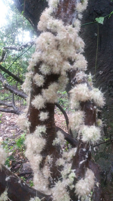 WhatsApp Image 2020-11-29 at 18.27.32 (1)