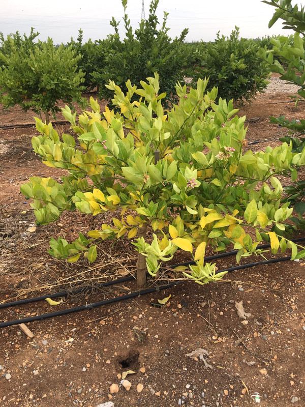 WhatsApp Image 2018-11-06 at 07.45.08(1)