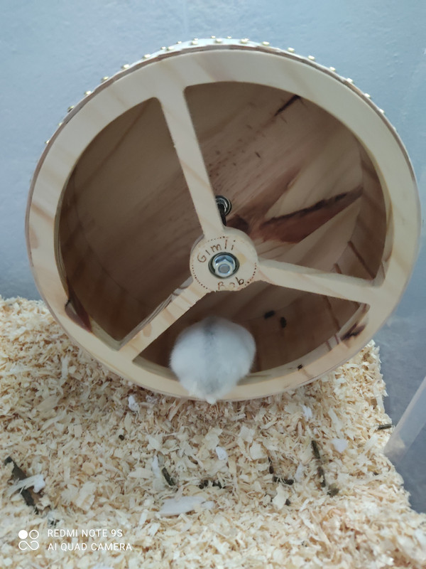 16158268803018962245704510678034