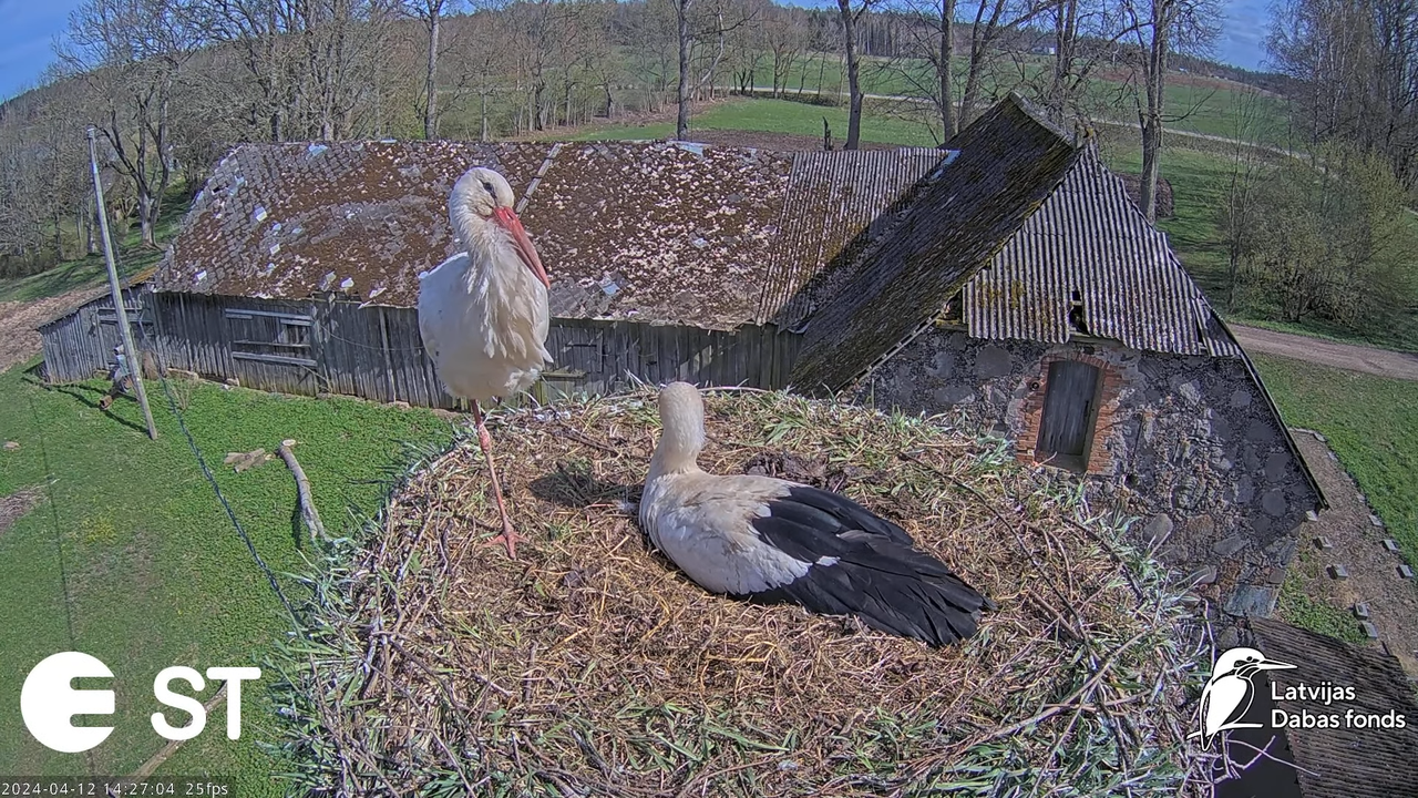 Baltie stārķi (Ciconia ciconia) Tukuma novadā - LDF tiešraide __ White storks in Tukums, Latvia 10-3