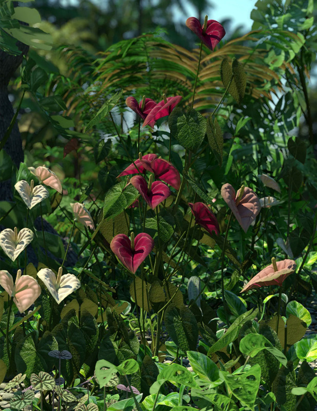 Tropical Flowering Anthuriums - Flamingo Lilies