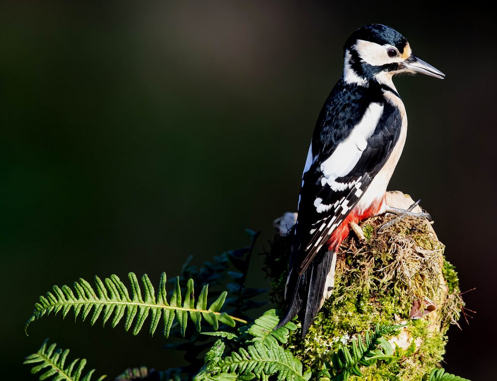 blacknwhite-bird.jpg