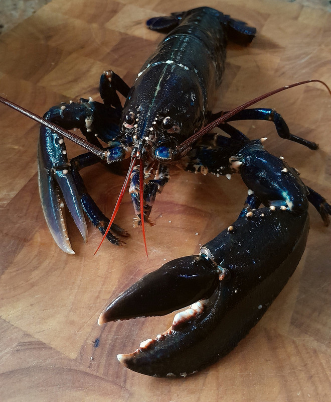 LOBSTERS 8 220724