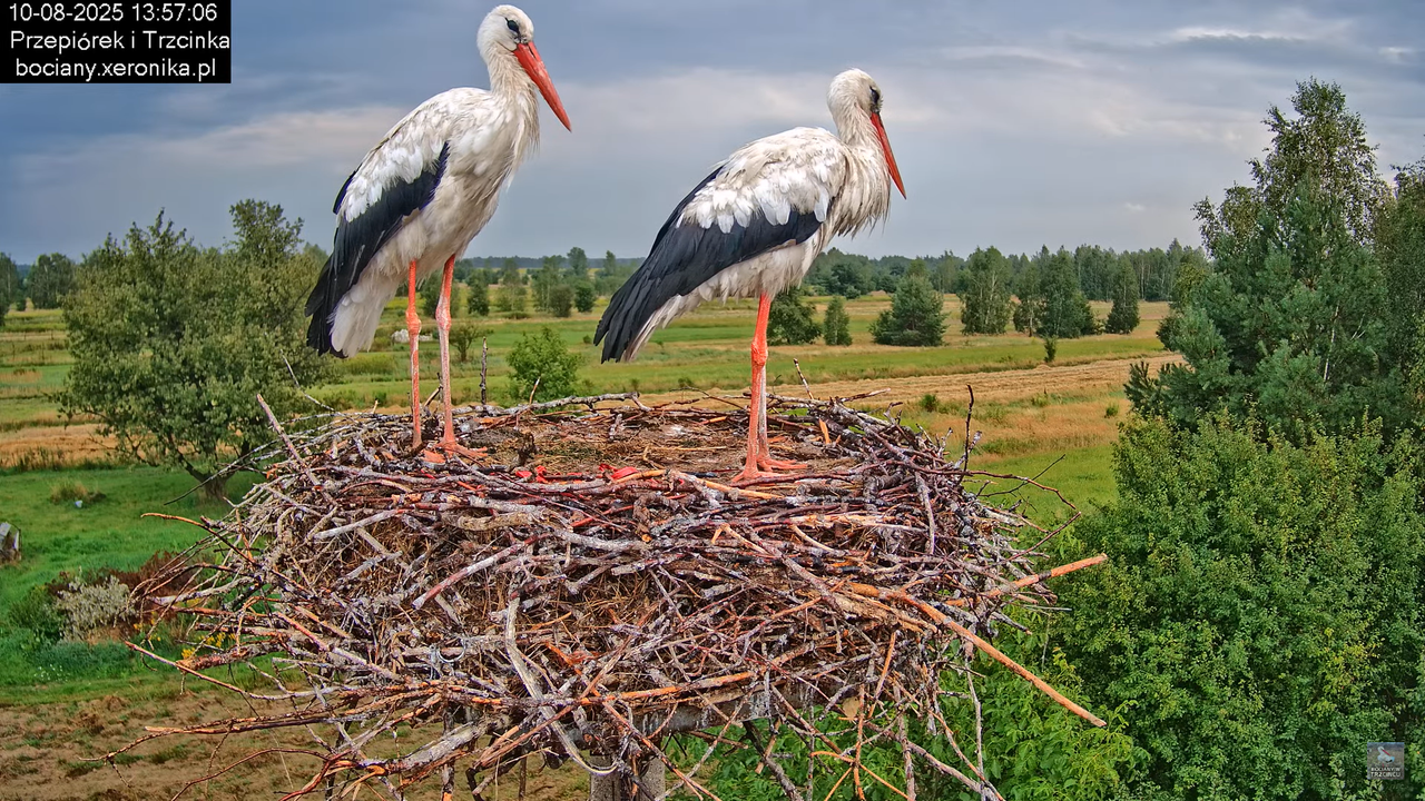 10082025bociany22