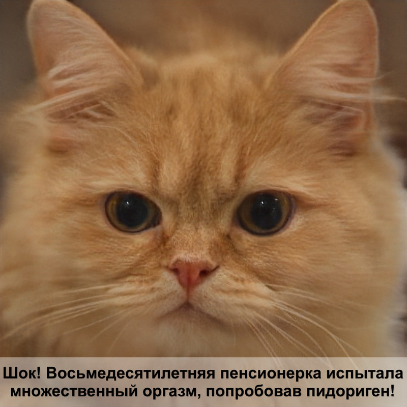 британская кошка много шерсти