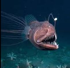 Bioluminescent anglerfish