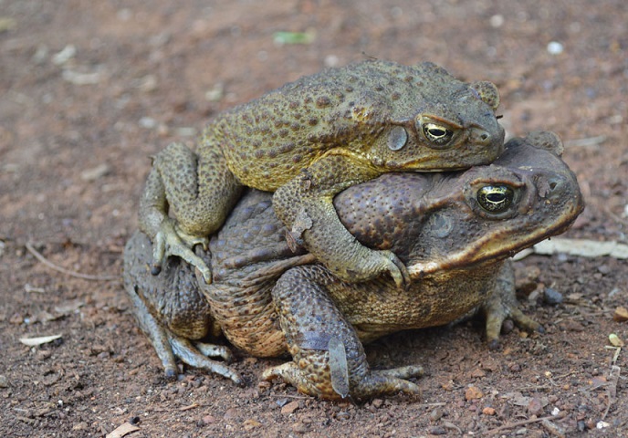 What is worse - Greenies or Cane Toads ? Newdaily-aap-190214-toad