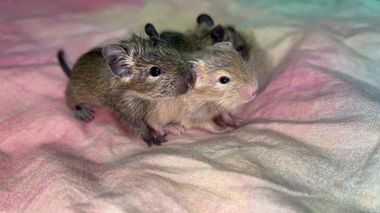 C46381FD-26F0-4A45-80E8-69785DB108D9