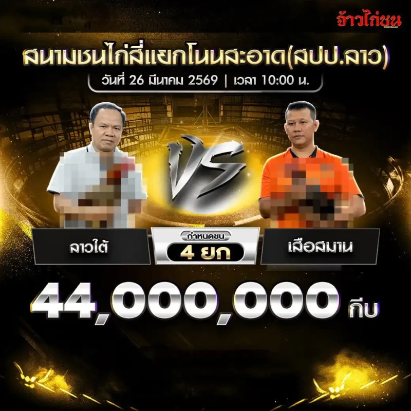 โปรแกรมไก่ชน คู่ ลาวใต้ vs เสือสมาน สนามชนไก่สี่แยกโนนสะอาด 26 มีนาคม 2569
