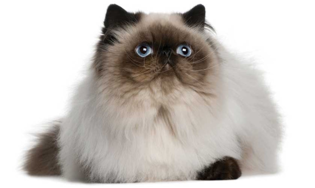 himalayan-cat.jpg
