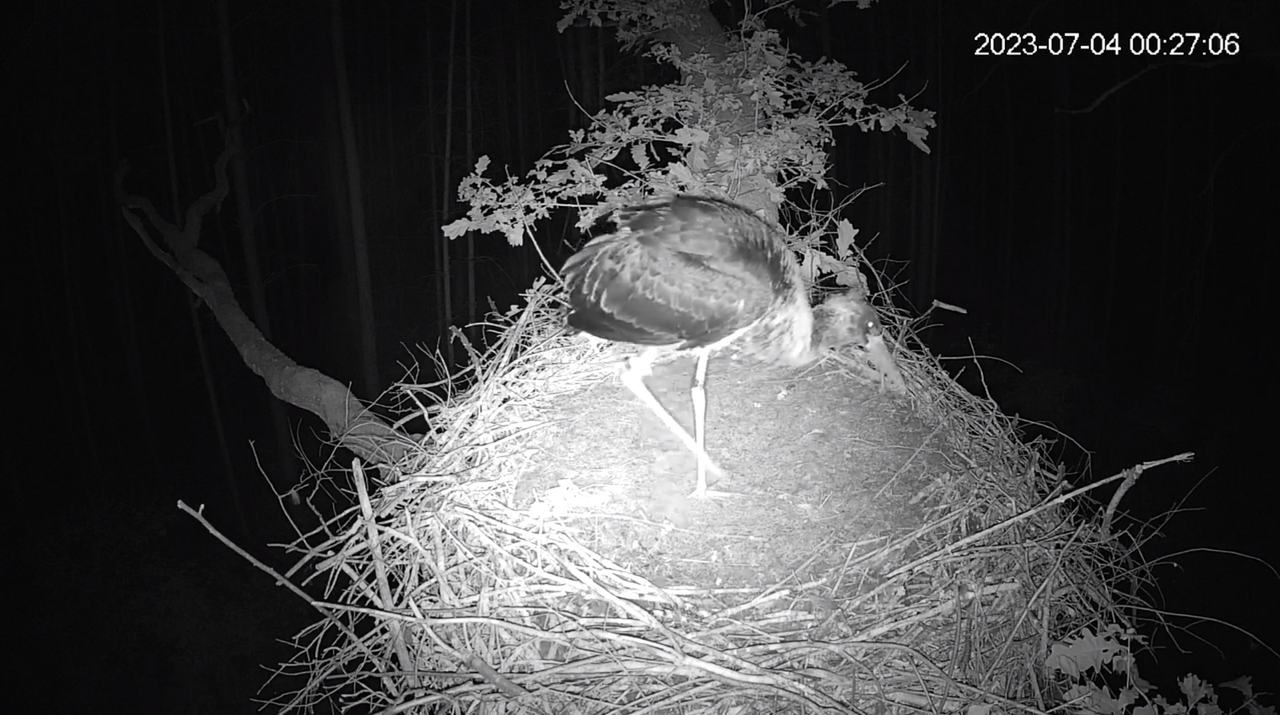 4 lipca-00.27 nocny stróż gniazda