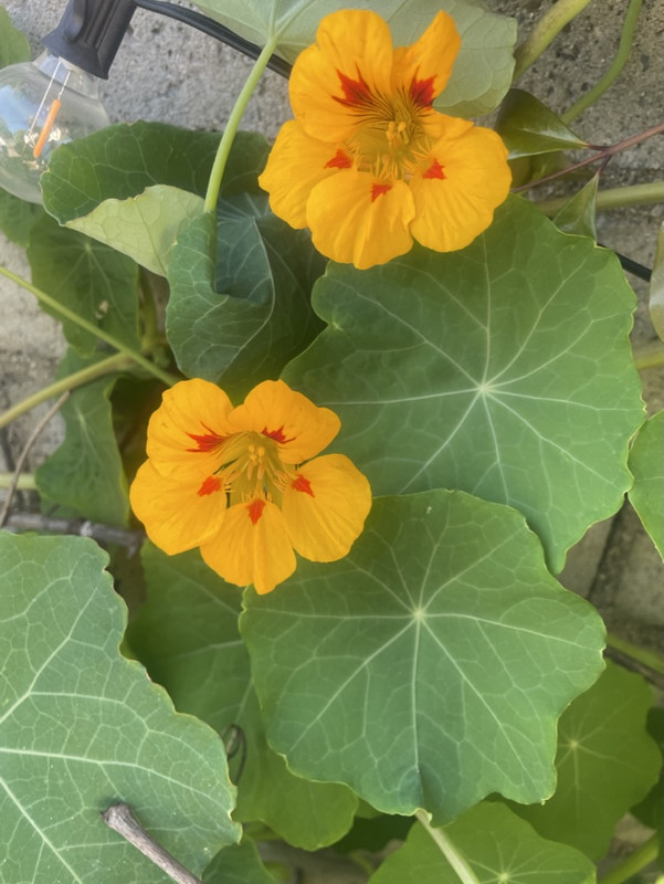 A1D5B7C1-4556-4A43-A3EC-48E429002F66_1_105_c