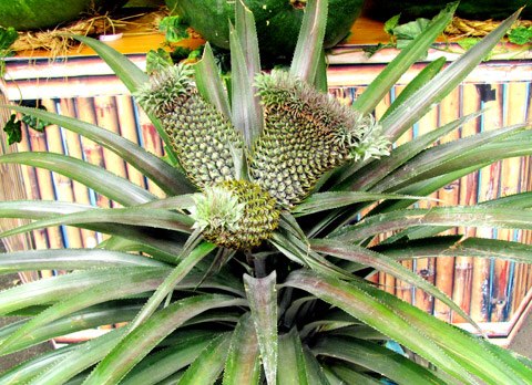 trai-cay-la-3-1349345750_480x0
