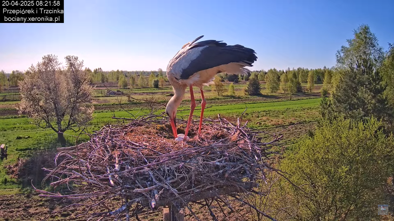 20042025bociany24