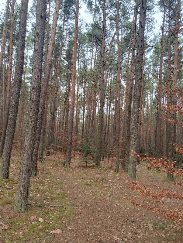 [Obrazek: IMG-20231218-142110280-HDR.jpg]