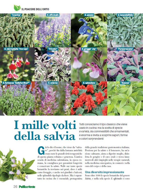 Pol Ver Mar 2024 (5)