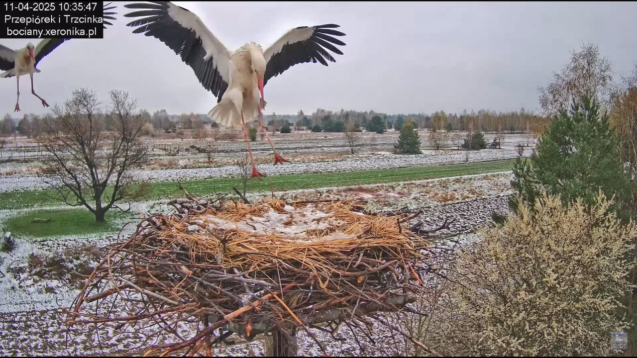 11042025bociany_0