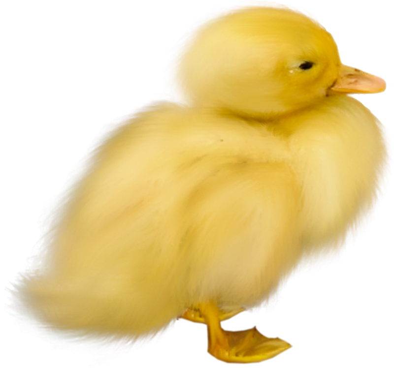 0_1c0e2c_4606e6da_orig