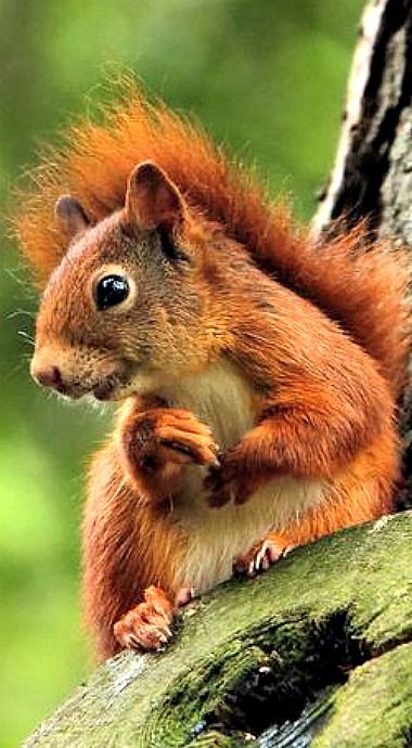 orangesquirrel.jpg