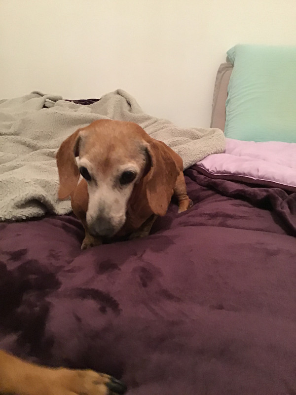 [Image: 69172857-885-E-456-A-BE53-4-A35275029-DC.jpg]