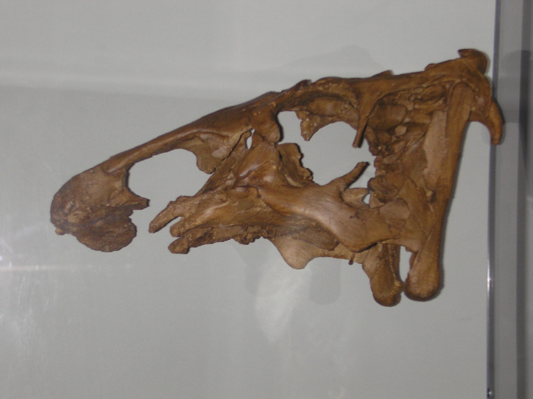 Ilustrasi fosil tulang Hadrosaur
