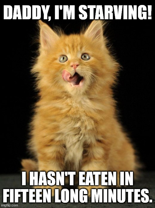 starving-kitten.jpg