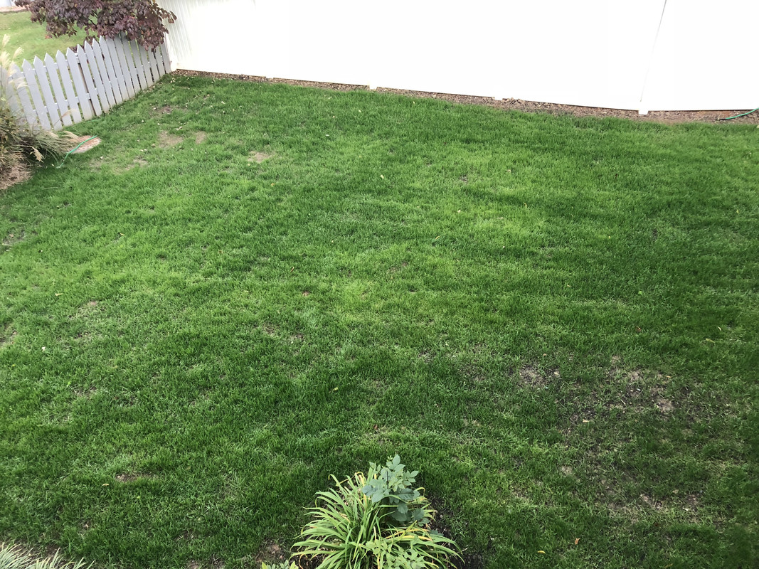 What's going on with this uneven color? | Lawn Care Forum