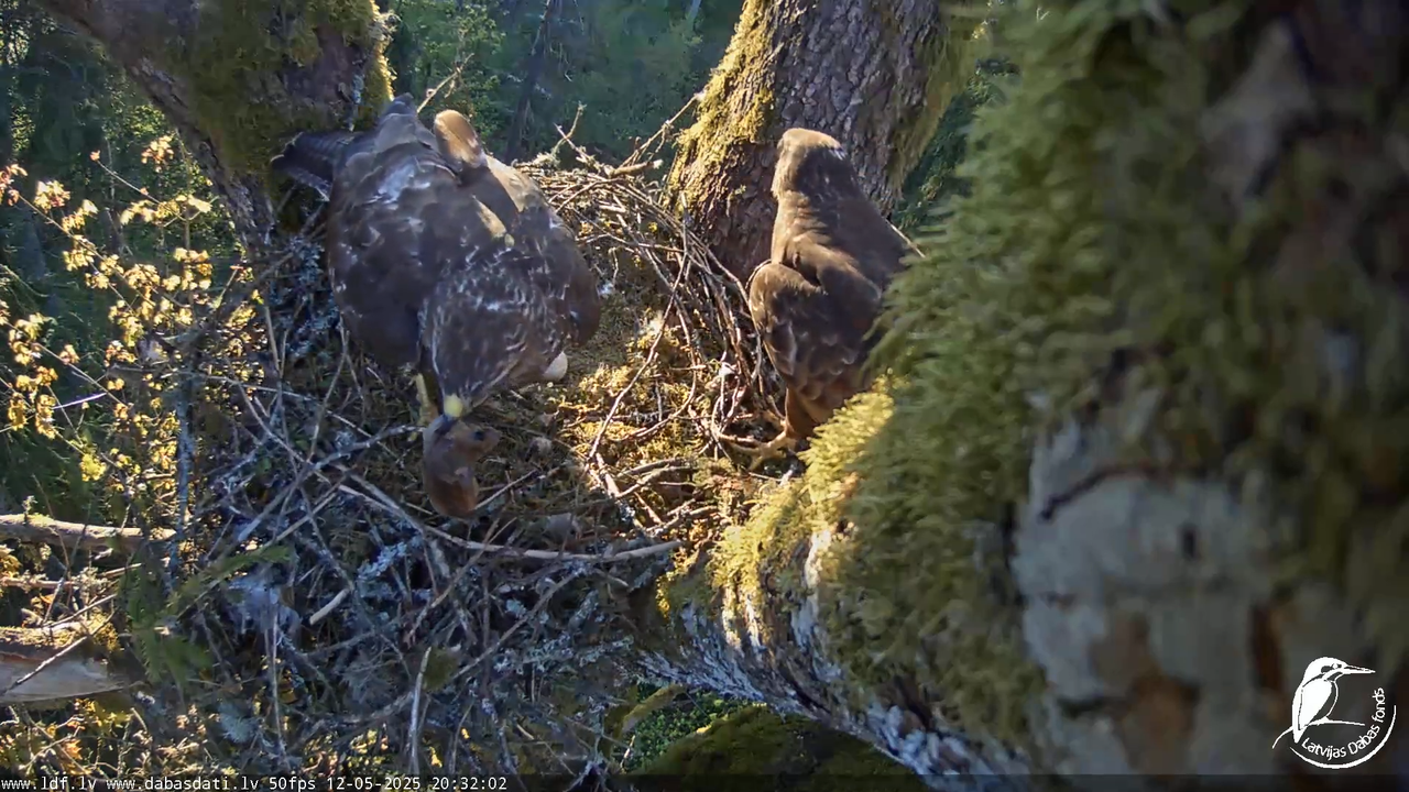 Melnās klijas (Milvus migrans) Kurzemē_ peļu klijāni (Buteo buteo) 18-1-37 screenshot