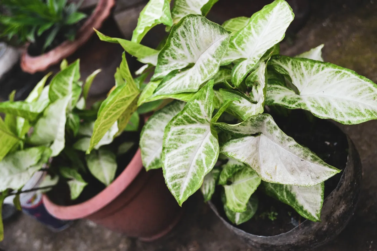 ¿Qué pasa si aplicas vitaminas caducadas a tus plantas?