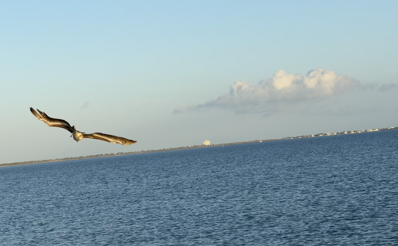 [Image: Sanibel-Island-Bridge9.png]