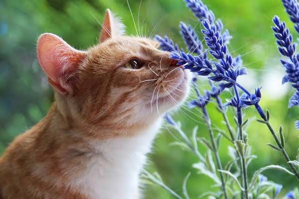 An den Beitrag angehängtes Bild: https://i.postimg.cc/gk0hGxBy/calming-scents-blog.jpg