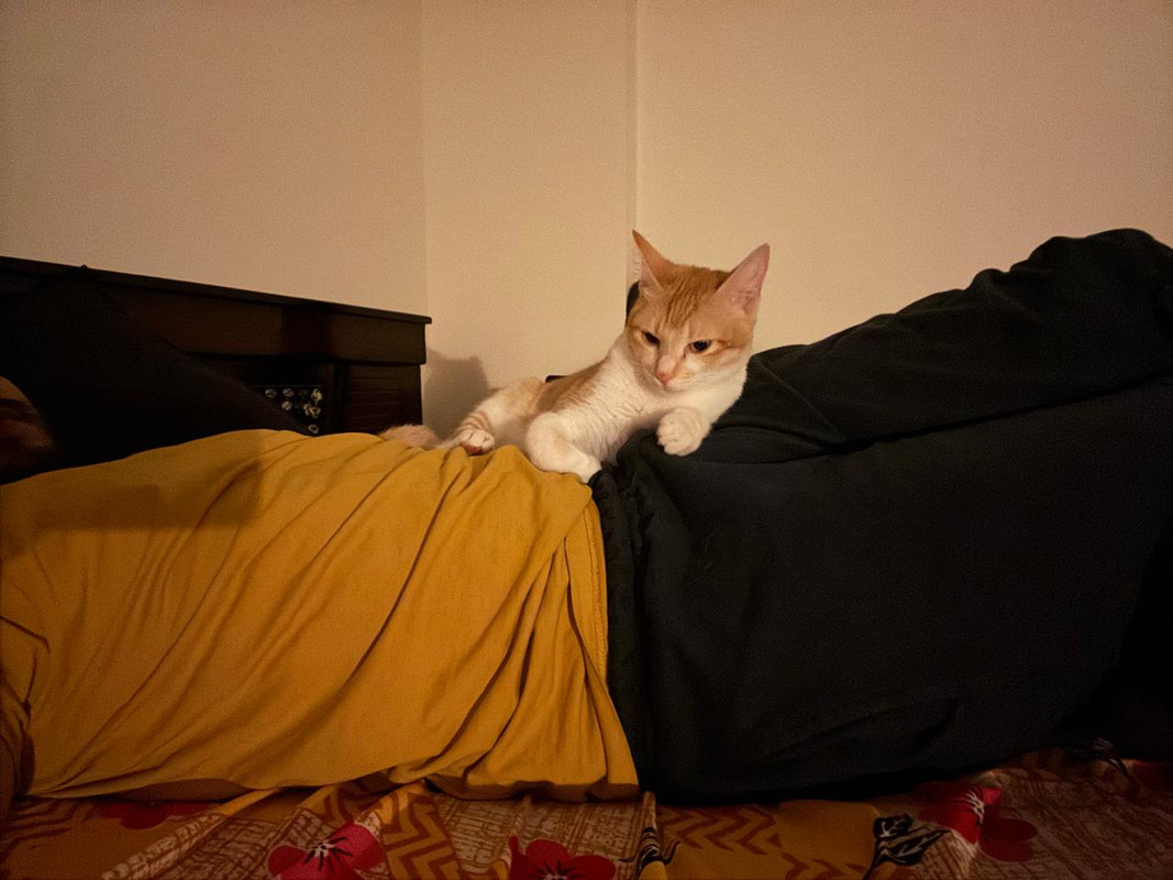 A portrait photo of Pika.