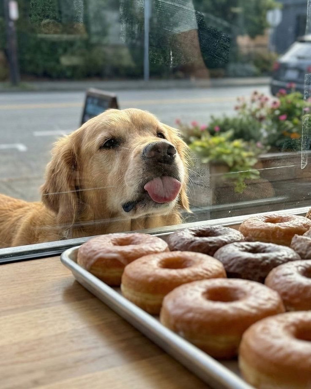 donutdogr-6d415c29122e8936d2aa68ebbaa30d52-5fd1a112-1280.jpg