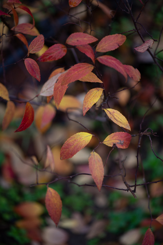 IMG-7aa4446b79b09a92feba6382a4c42537-V