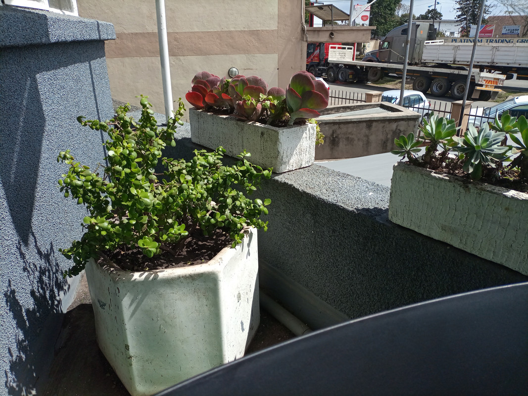Plants, Coffee Culture Blantyre