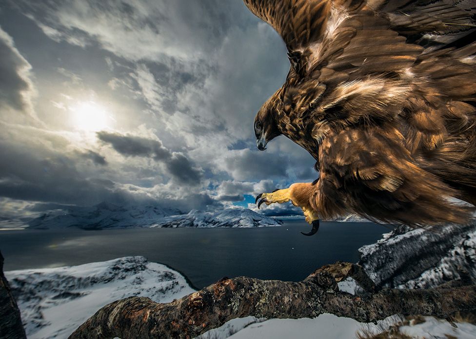 [Image: Golden-eagle-pic.jpg]