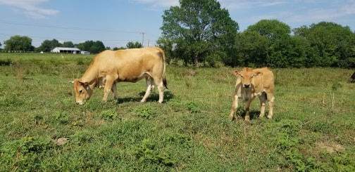 WCCC Dandelion D14 with Galant sired bull calf