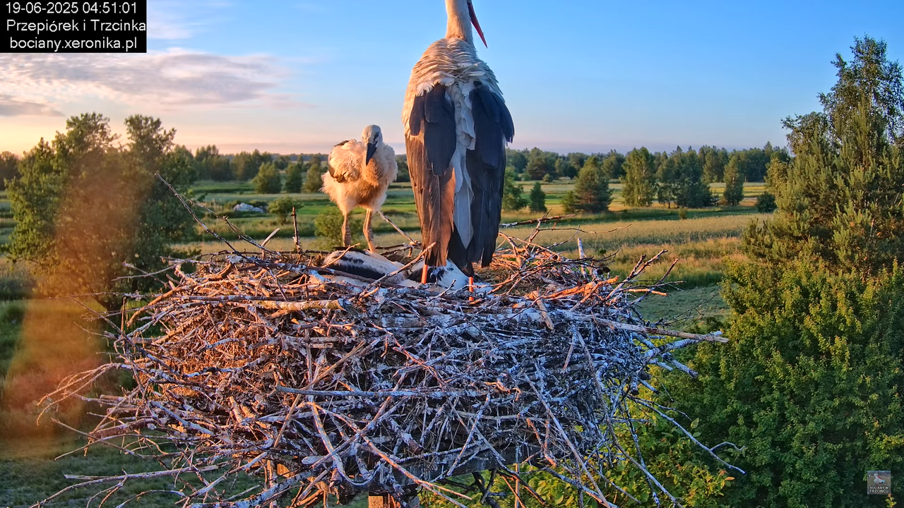 19062025bociany5