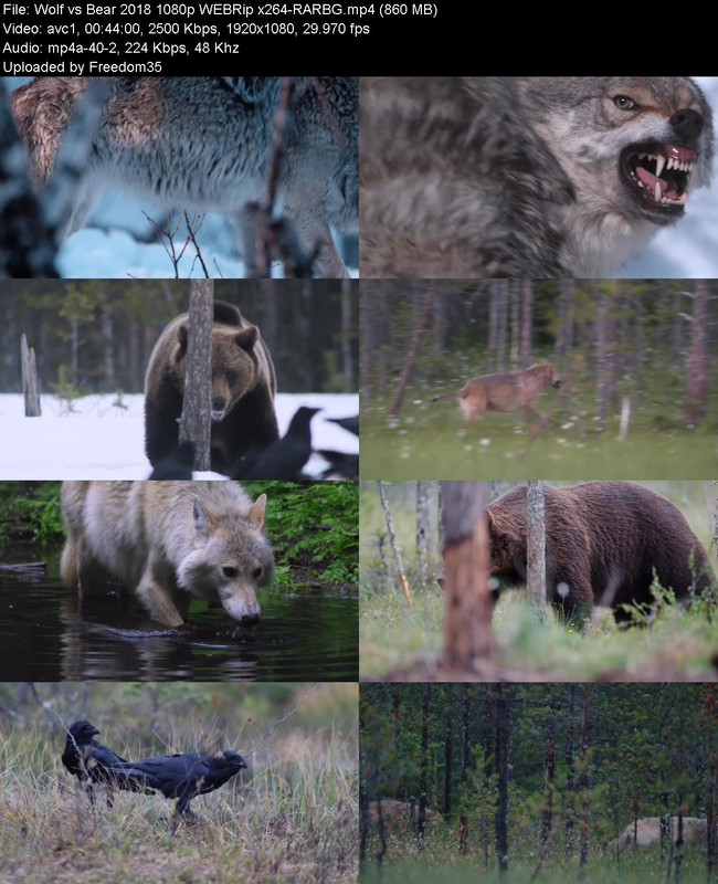 Wolf-vs-Bear-2018-1080p-WEBRip-x264-RARB