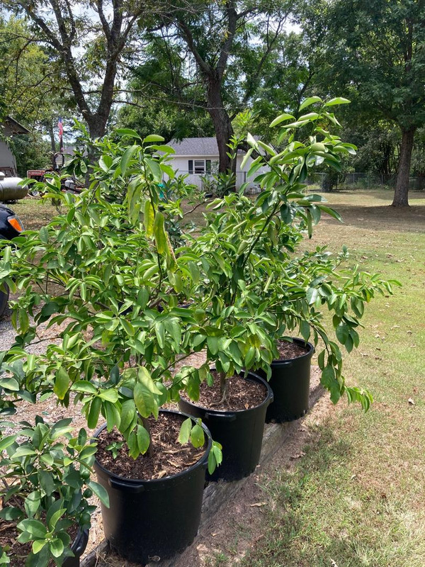 Lemon trees