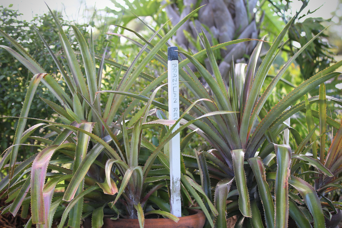 48613F7B-C7DD-45CD-9490-D480FFE3D3CA_1_201_a